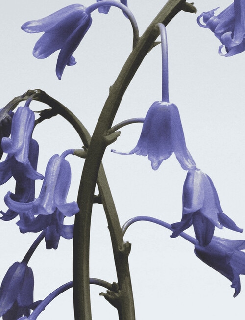 Jo Malone London Wild Bluebell Cologne, 100ml product photo View 04 L