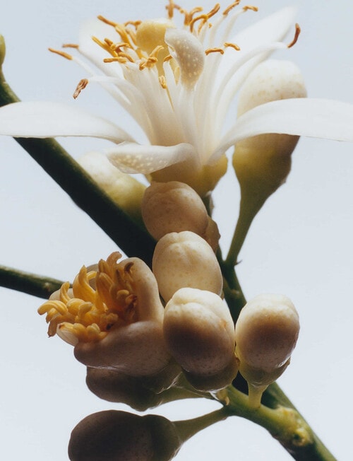 Jo Malone London Orange Blossom Cologne, 30ml product photo View 03 L