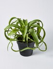 M&Co Tillandsia Airplant product photo