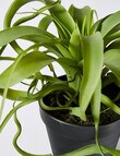 M&Co Tillandsia Airplant product photo View 02 S