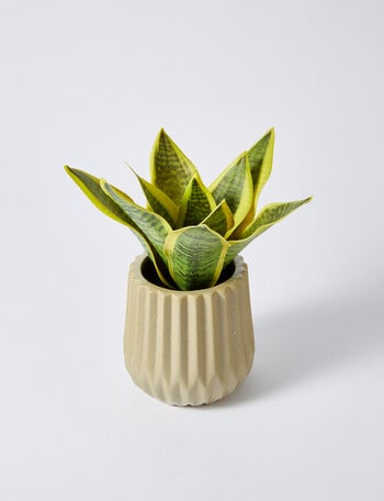 M&Co Snake Plant, Small product photo