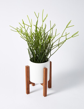 M&Co Indian Tree in Framework Pot product photo