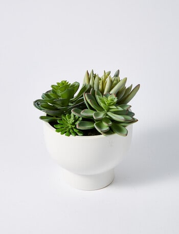 M&Co Succulent Mixed Bowl product photo
