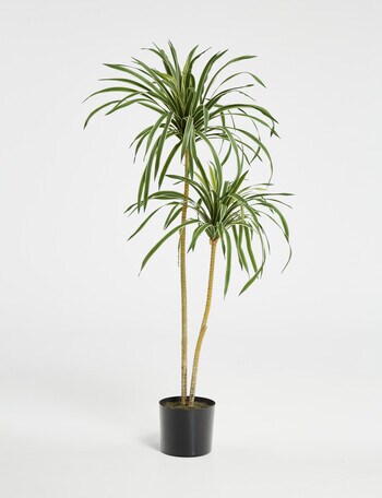 M&Co Dracaena Plant, 121cm product photo
