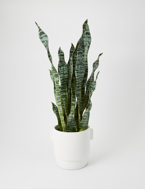 M&Co Faux Snake Plant, Large product photo
