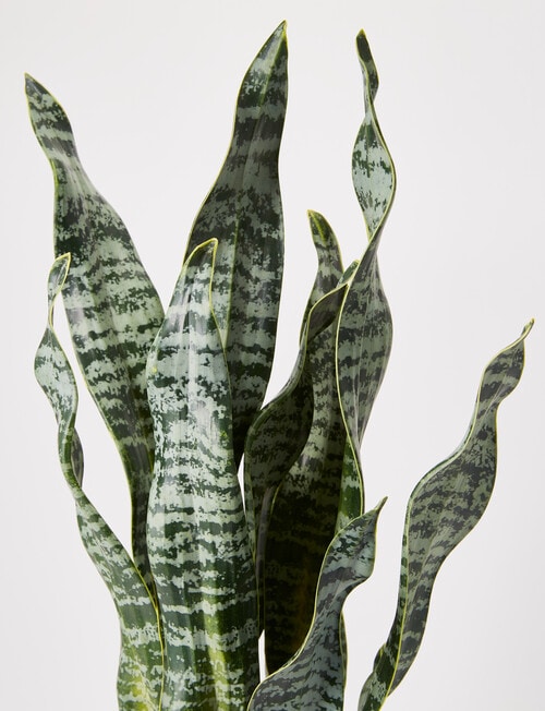 M&Co Faux Snake Plant, Large product photo View 02 L