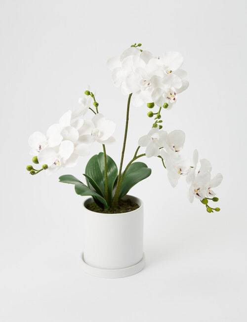 M&Co Large Orchid, White product photo