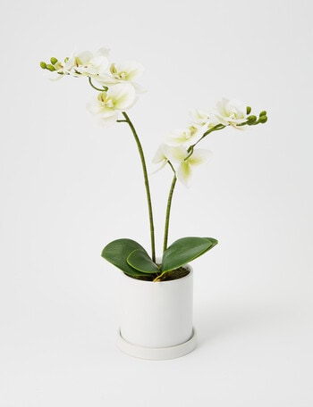 M&Co Light Green Orchid, Medium product photo