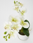 M&Co Light Green Orchid, Medium product photo View 02 S