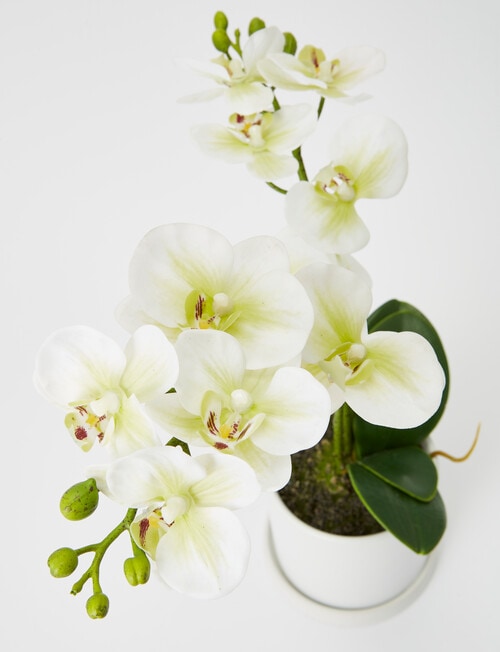 M&Co Light Green Orchid, Medium product photo View 02 L