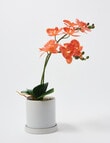 M&Co Faux Orange Orchid, Medium product photo