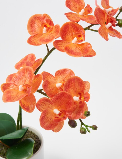 M&Co Faux Orange Orchid, Medium product photo View 03 L