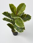 M&Co Rubber Plant product photo View 02 S