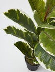 M&Co Rubber Plant product photo View 03 S
