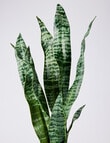 M&Co Faux Ridgeline Snake Plant product photo View 02 S