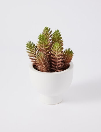 M&Co Succulent Bowl, Small product photo