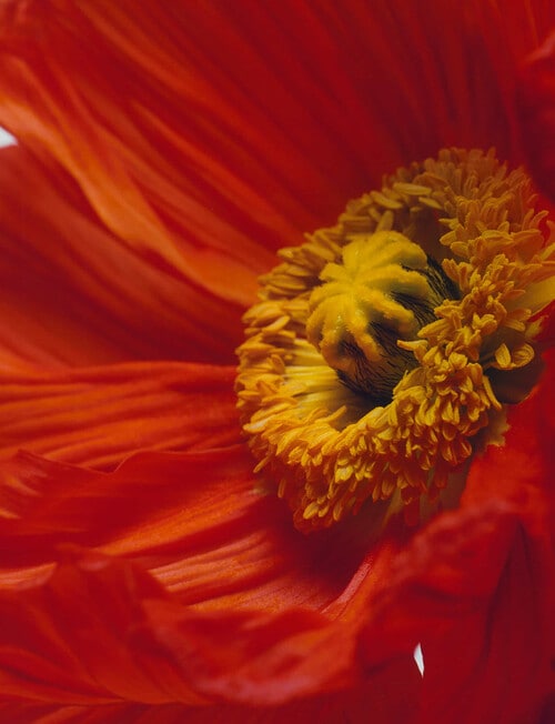 Jo Malone London Scarlet Poppy Cologne, Intense, 50ml product photo View 02 L