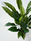M&Co Faux Peace Lily product photo View 03 S