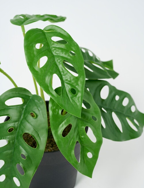 M&Co Faux Swiss Cheese Plant product photo View 03 L