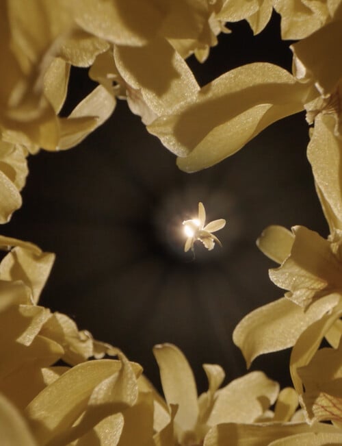 CHANEL SUBLIMAGE LE FLUIDE EMULSION 50ml product photo View 05 L