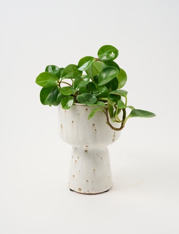 Tilly Home Arcadia Vessel, Spec product photo