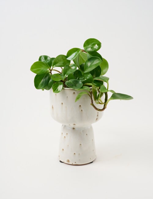 Tilly Home Arcadia Vessel, Spec product photo