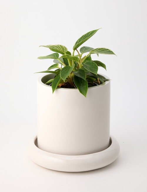 Tilly Home Tali Pot, Beige product photo