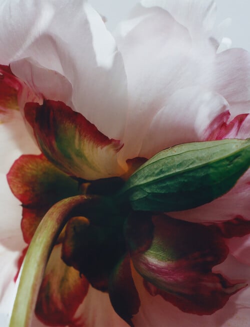 Jo Malone London Peony & Blush Suede Cologne, 100ml, Special Edition product photo View 05 L