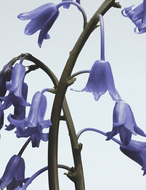 Jo Malone London Wild Bluebell Body Cr&egrave;me product photo View 03 L