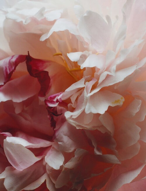 Jo Malone London Peony & Blush Suede Body Cr&egrave;me product photo View 03 L